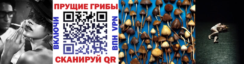 Купить где  Сурск  Псилоцибиновые грибы GOLDEN TEACHER 